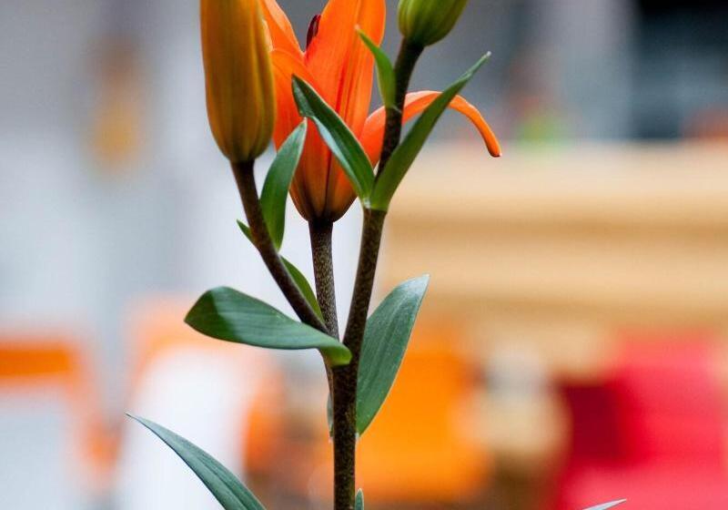 בית מלון כפרי Ferias Park