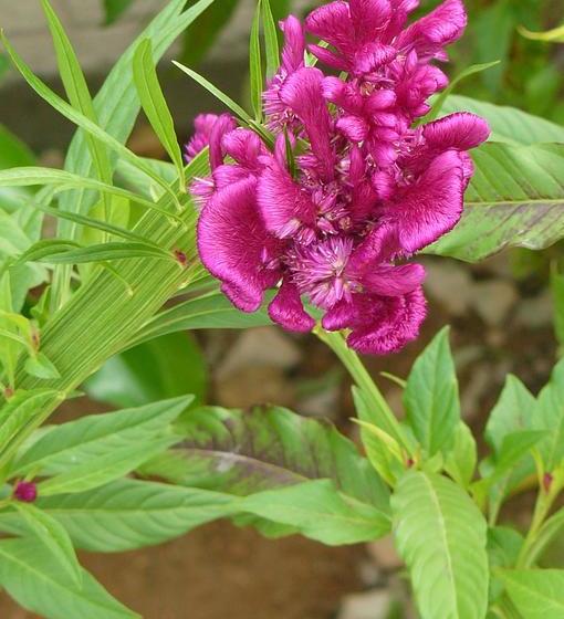 ベッドアンドブレックファースト Au Thé à La Menthe