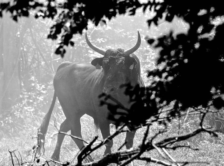 تختخواب و صبحانه Mas Du Menage En Camargue Manade Clauzel