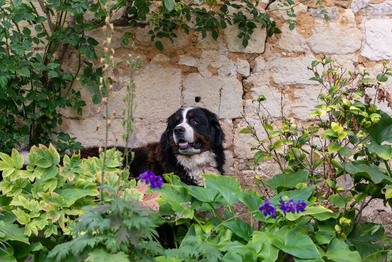 בית מלון כפרי Le Domaine De Mestré, The Originals Relais