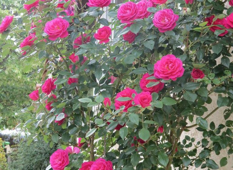 تختخواب و صبحانه Mas Myro