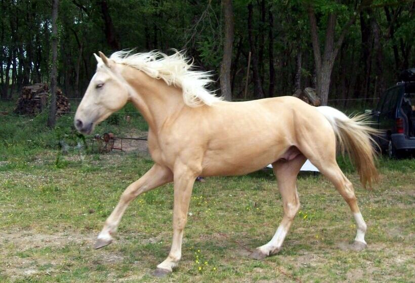 Bed and Breakfast Ranch De Boujac