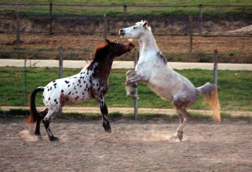 Bed and Breakfast Ranch De Boujac