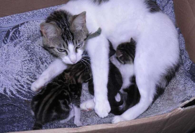 צימר Chambres D Hotes Manoir Kerhuella