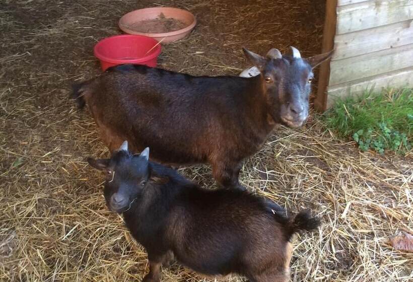 צימר Chambres D Hotes Manoir Kerhuella