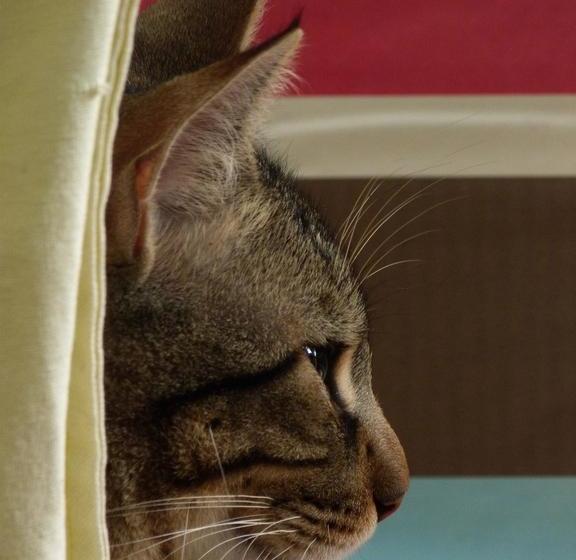 تختخواب و صبحانه L Enclos