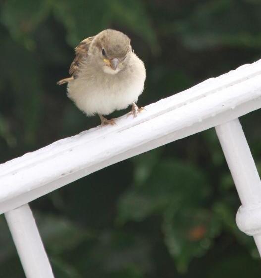 Bed and Breakfast Le Doux Nid