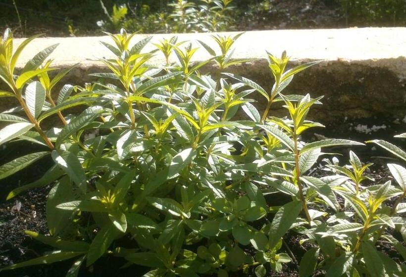 مبيت وإفطار Les Verveines De Vaison