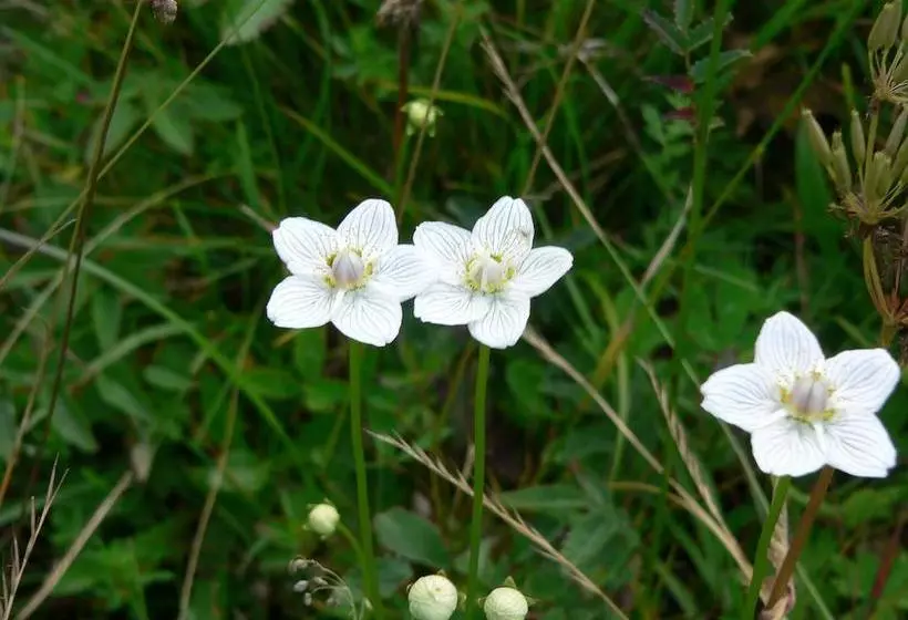 ホテル Les Chalets Hôtel De La Croix Fry