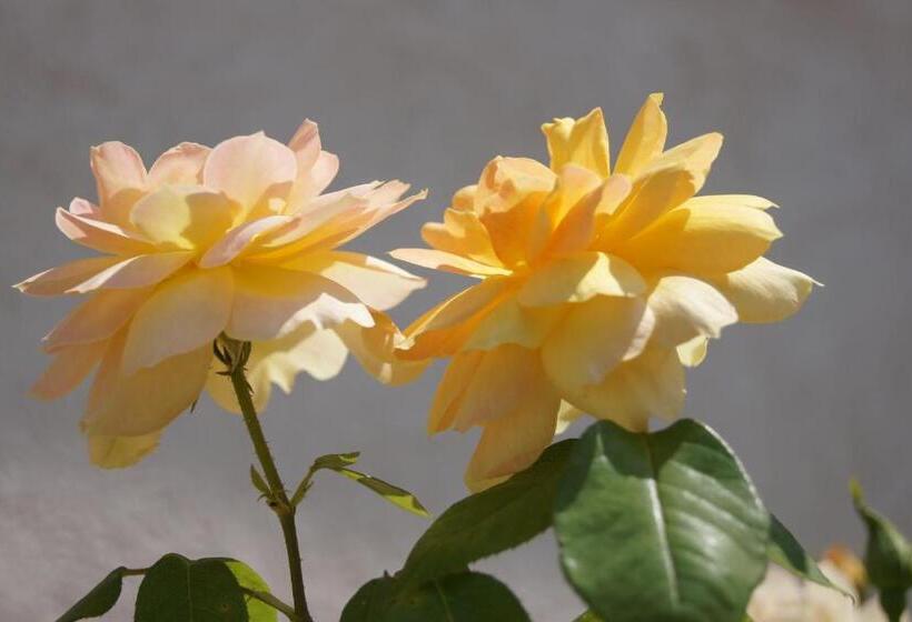 ベッドアンドブレックファースト La Bastide De L'olivier