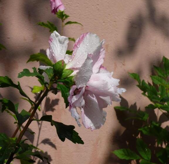 Villa Zur Erholung Bed & Breakfast