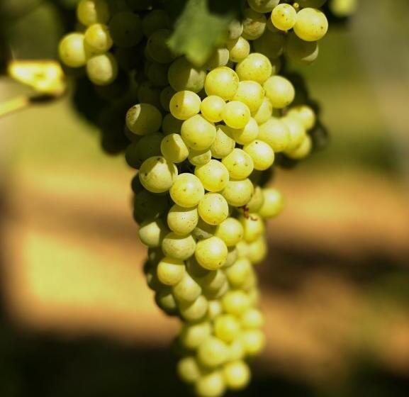 Weinhotel Fritz Walter