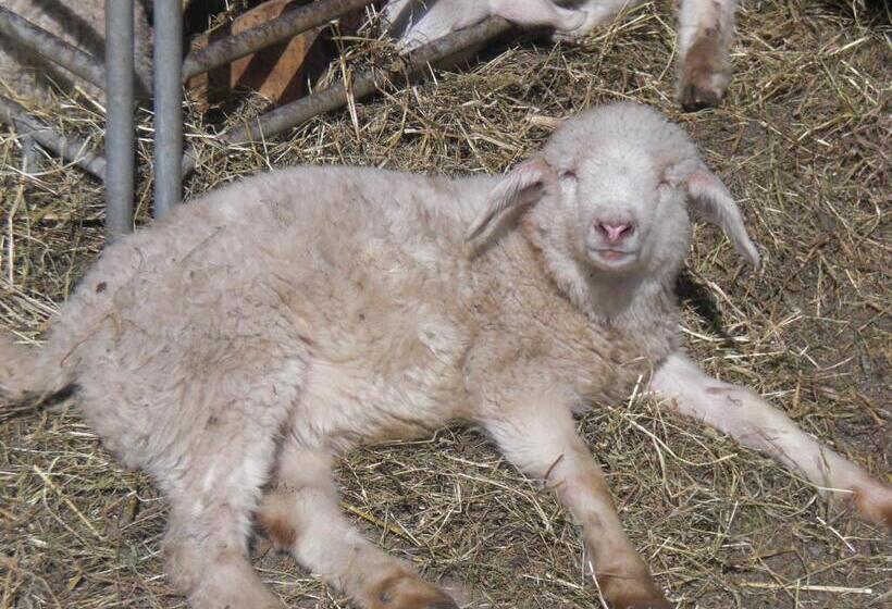 فندق Landhaus Spielmannsau