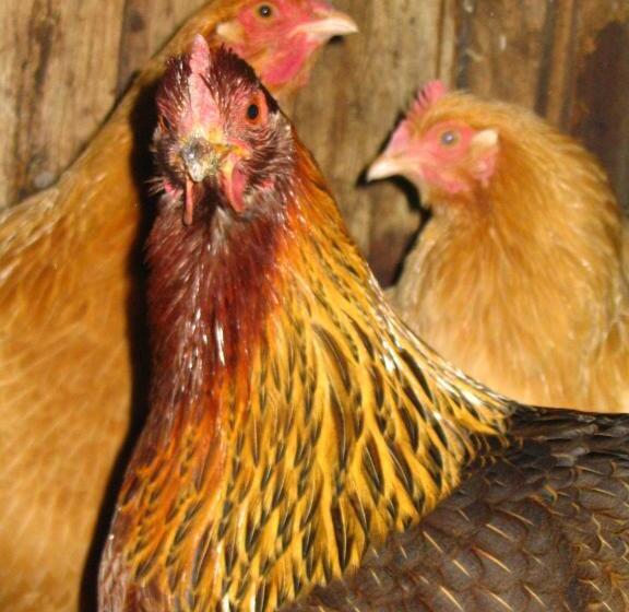 ベッドアンドブレックファースト Cotton Farm