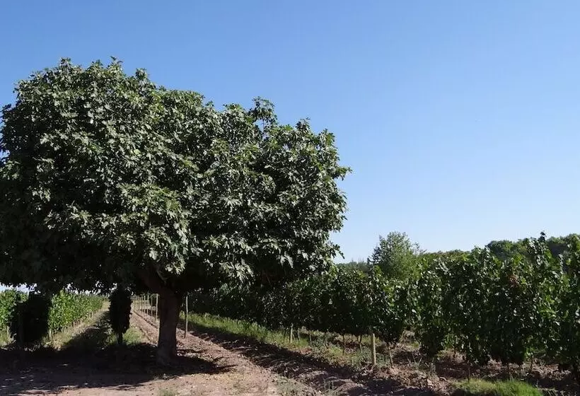 ホテル Posada Cavieres Wine Farm