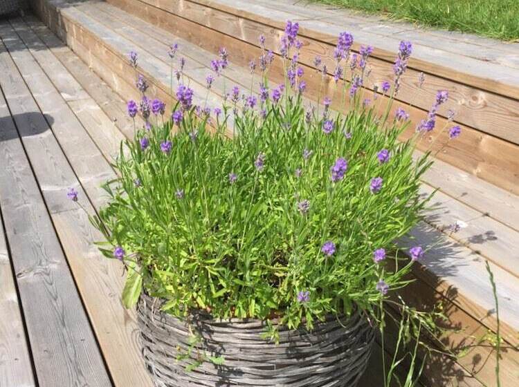 پانسیون L Villa Ronne