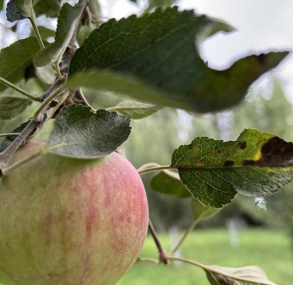 تختخواب و صبحانه Ecospace Kgz