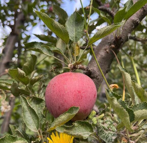 تختخواب و صبحانه Ecospace Kgz