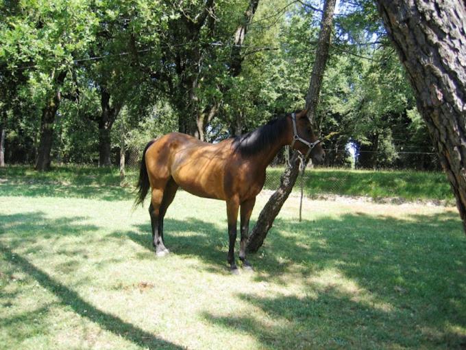 فندق Yellowstone In Chianti Resort E Pool