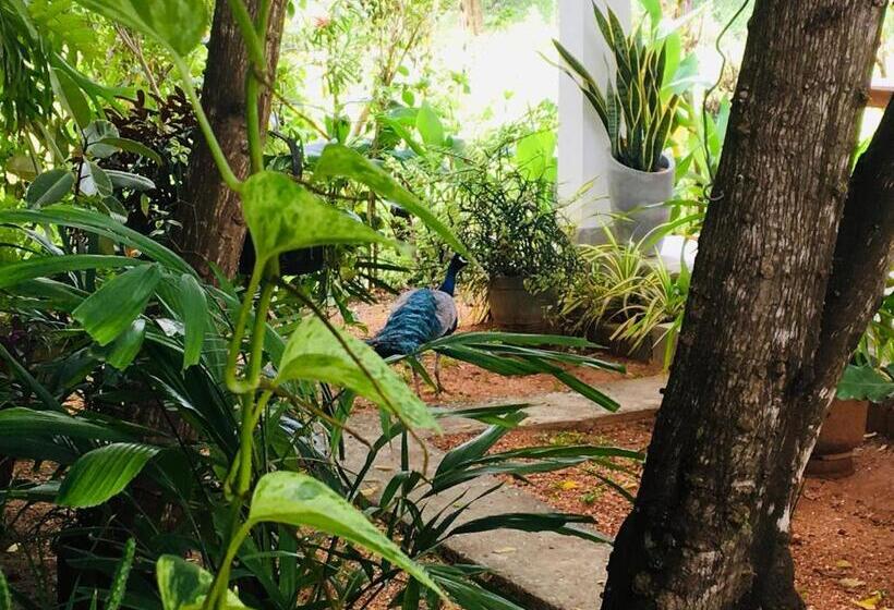 Pensione Dimuthu Green Villa