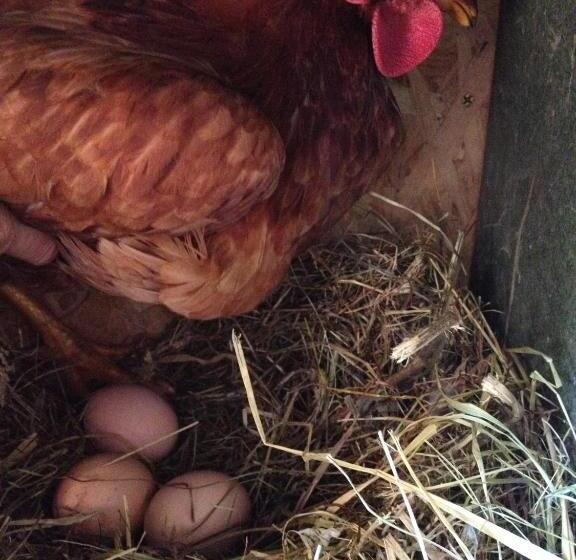 پانسیون Harmoonikum