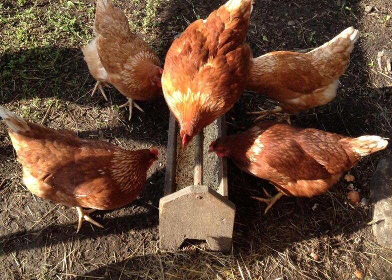 پانسیون Harmoonikum