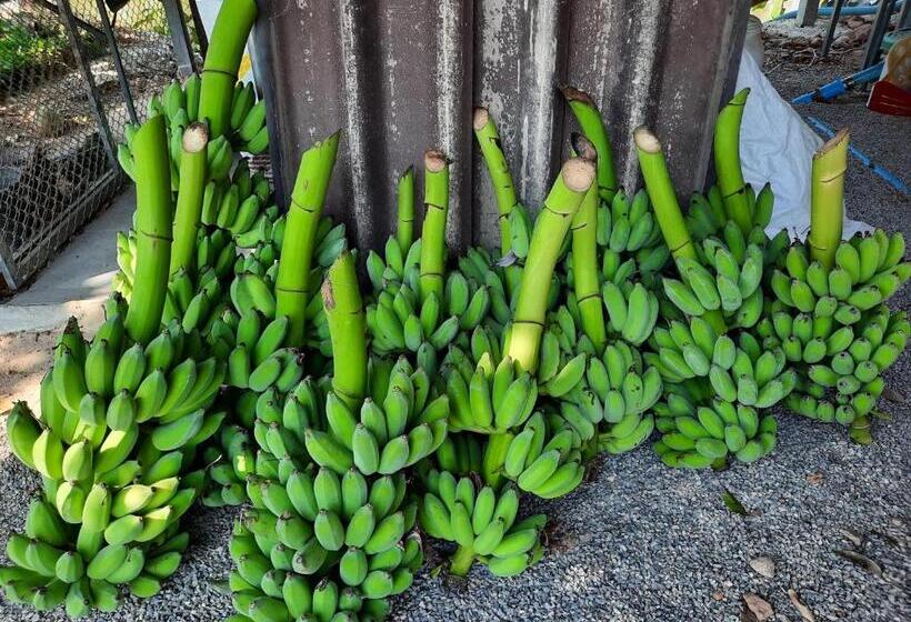 Pensjonat Lemax Homestay And Thailand Tours