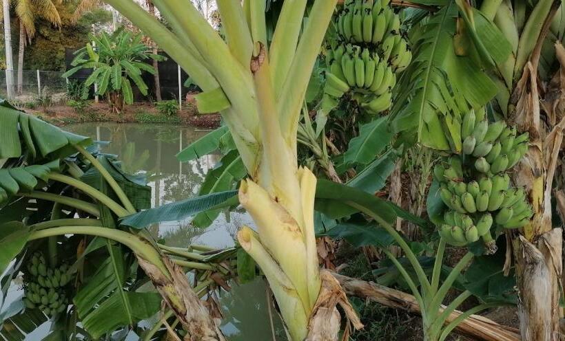 Pensjonat Lemax Homestay And Thailand Tours