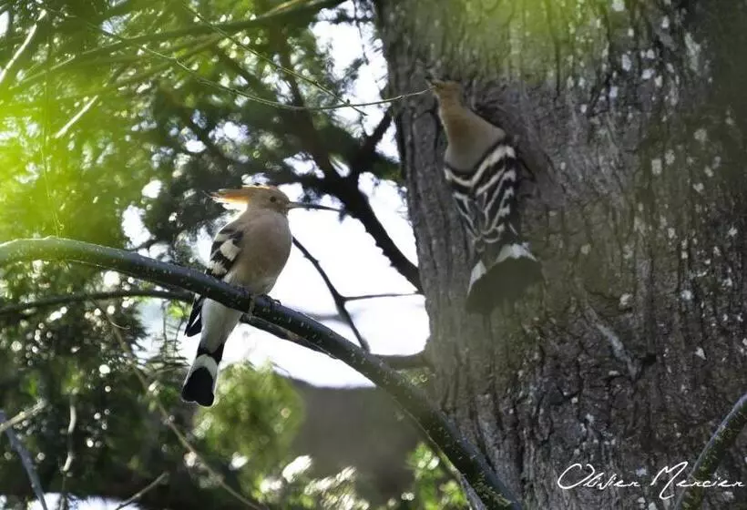 Aamiaismajoitus (B&B) Domaine De Montclair