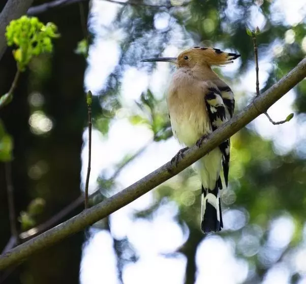 Aamiaismajoitus (B&B) Domaine De Montclair