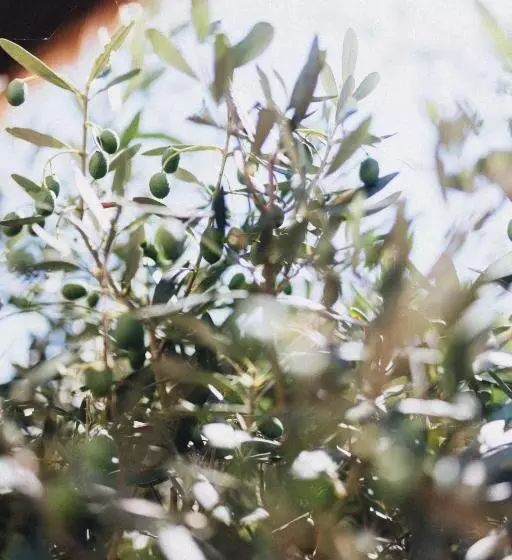 تختخواب و صبحانه In2 Bnb