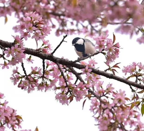 ホテル Kasar Himalaya Holiday Resort, Binsar Rd
