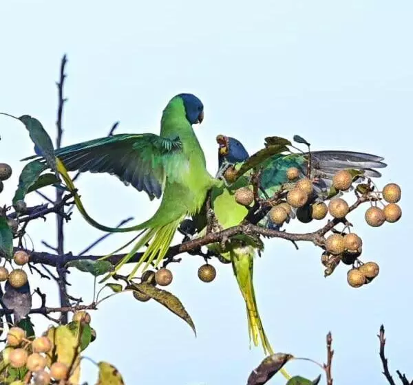 ホテル Kasar Himalaya Holiday Resort, Binsar Rd