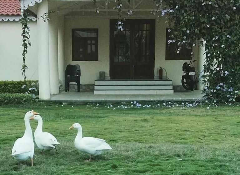 호텔 Singanama Resort