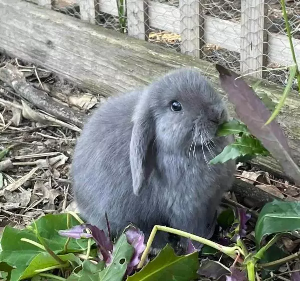 ペンション Tweed Hinterland Eco Cabin
