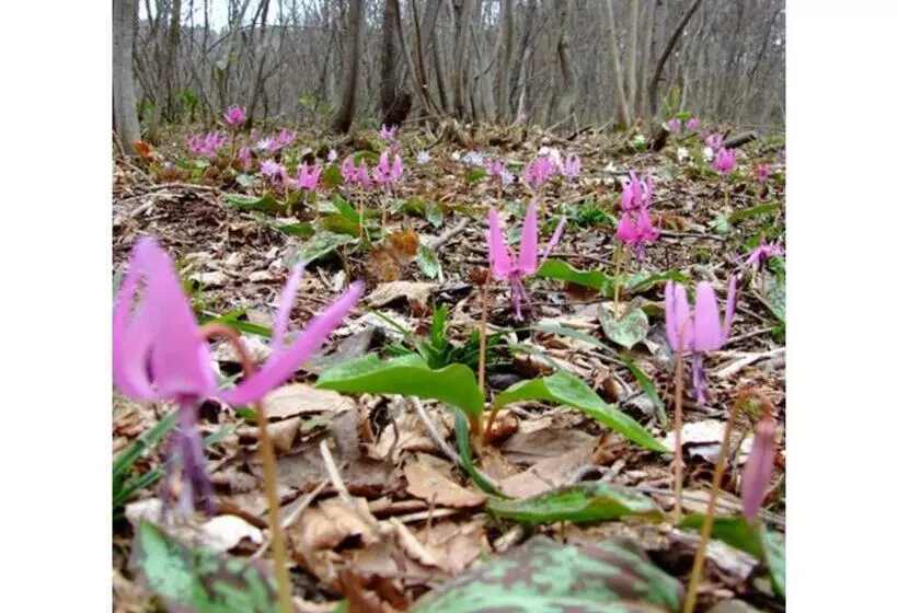 Oshuku Onsen Hotel Uguisu   Vacation Stay 27315v
