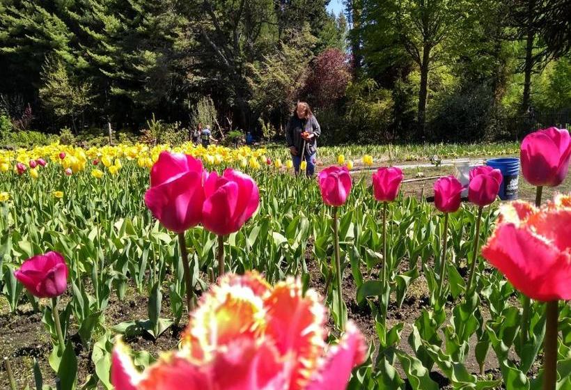 Solar De Las Araucarias