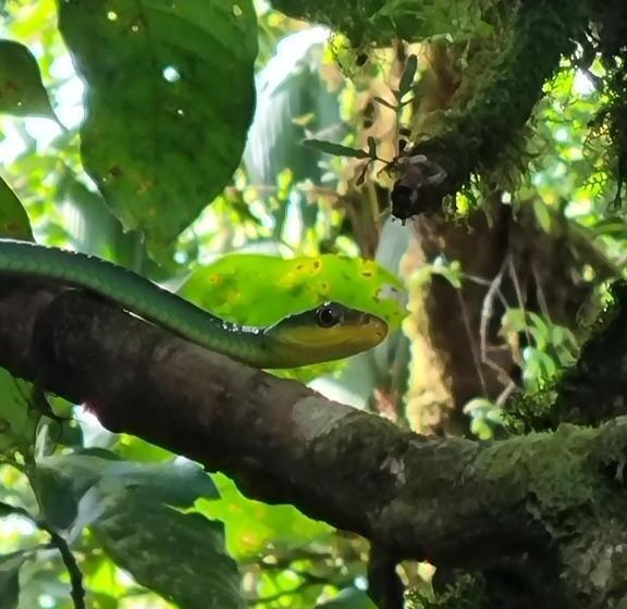 מלון כמוסות Refugio La Paz Ecoglamping