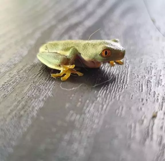 Kapselihotelli Refugio La Paz Ecoglamping