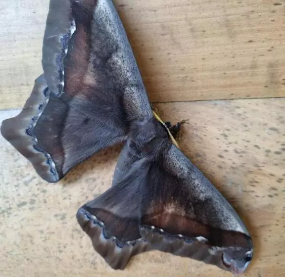 Kapselihotelli Refugio La Paz Ecoglamping