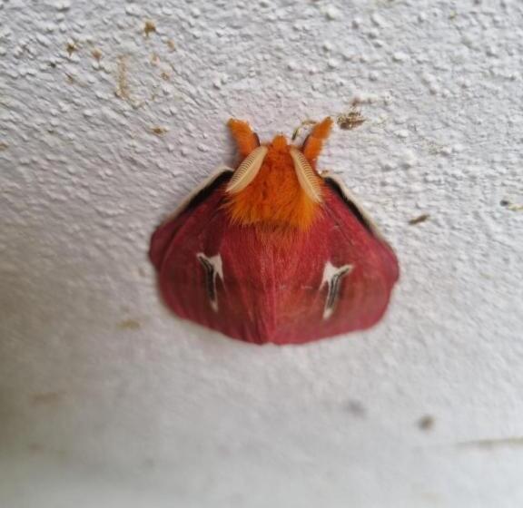 מלון כמוסות Refugio La Paz Ecoglamping