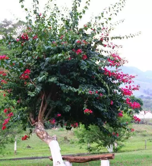 ユースホステル Pousada Casa Verde Baú