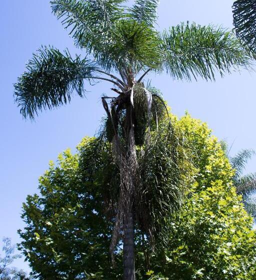 ユースホステル Pousada Casa Verde Baú