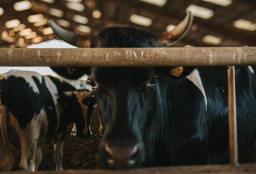 ベッドアンドブレックファースト Slapton Manor