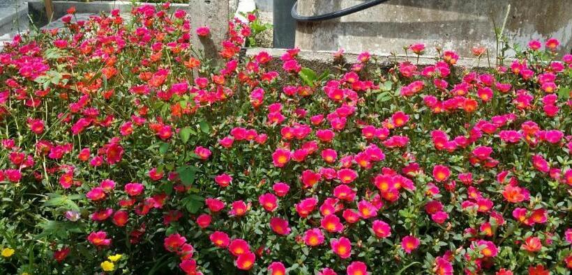 Kuntum Cottage Bed & Breakfast