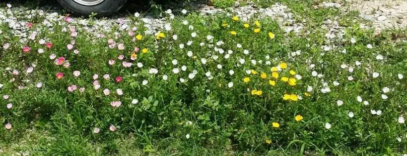 Kuntum Cottage Bed & Breakfast