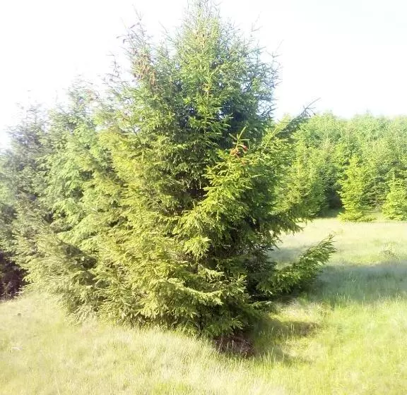 Majatalo Sadyba U Vani