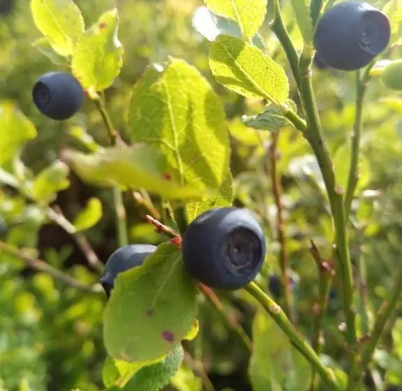 Majatalo Sadyba U Vani