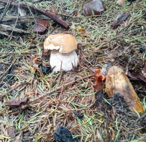 Majatalo Sadyba U Vani