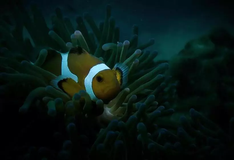 ユースホステル Seahorse Diver Guesthouse